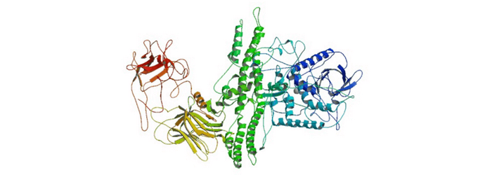 Botulinum Toxin