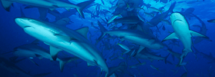 Sharks