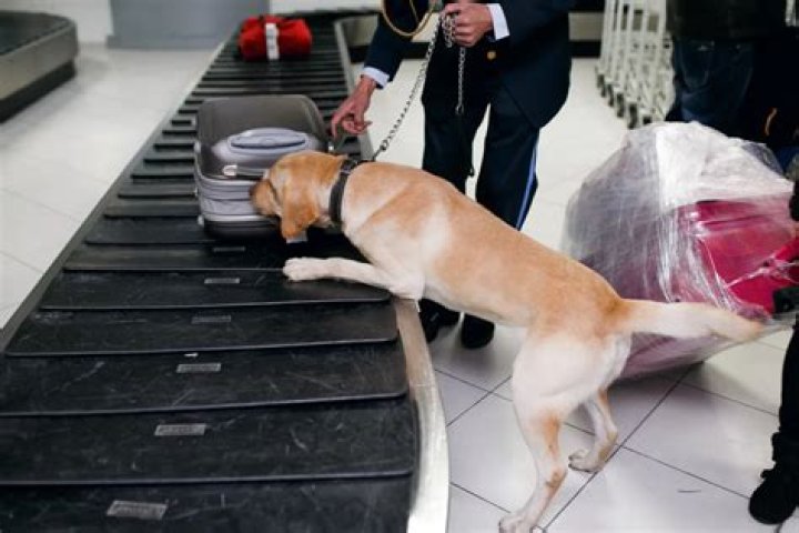 Can drug dogs smell carts in airports? |