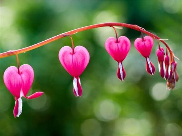 Discover The Enchanting World Of "Tattoo Bleeding Heart Flower"