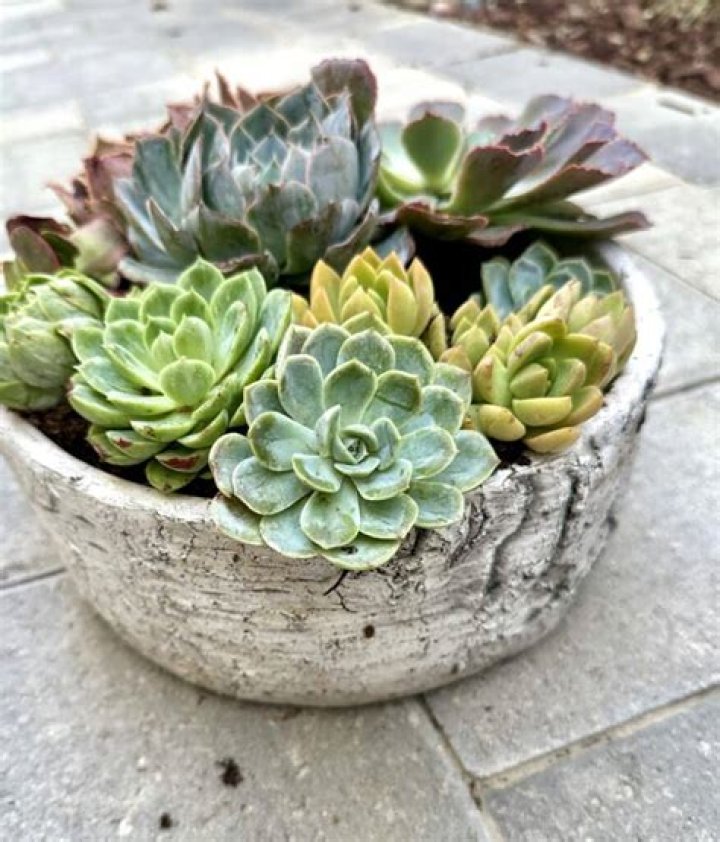 The Ultimate Guide To The Thriving Succulents Empire