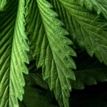 Medicinal cannabis growing