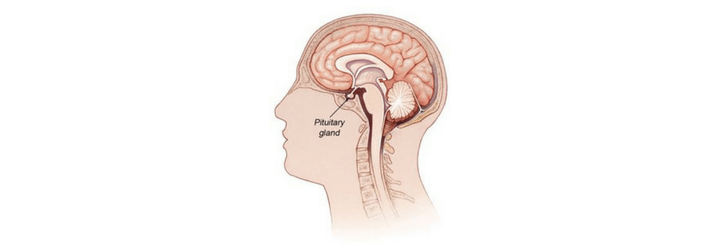 Pituitary Gland