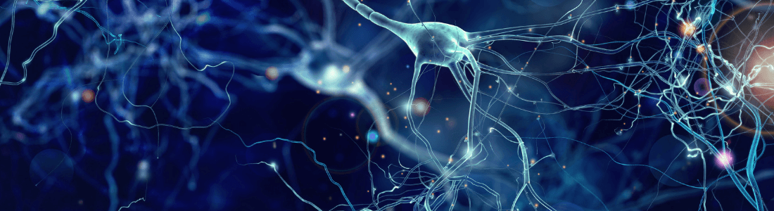 Neurons in the human brain