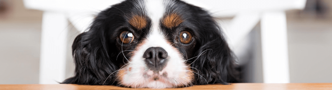 Spaniel looking at the camera