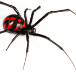Venomous spider