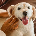 Therapy dog for CRPS
